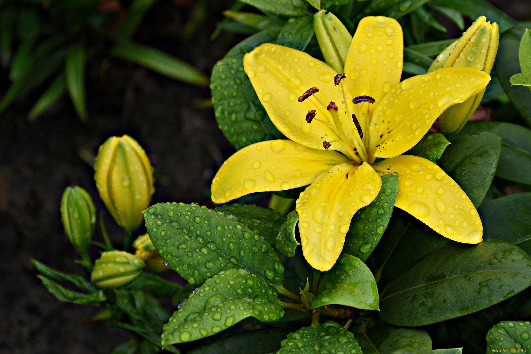 , ,  , petals, lily, bloom, , 